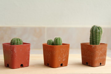 Collection of various cactus and succulent plants. Potted cactus house plants on brown wood table.