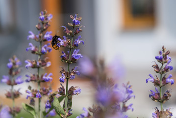 Pollinating flowering lavender by bumblebee