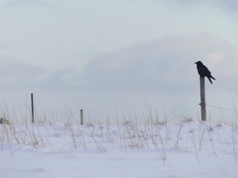corbeau sur un poteau
