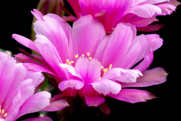 Blooming Cactus Flowers Echinopsis hybrid Pink Color