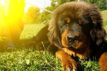 Fototapeta premium Walking a Tibetan Mastiff puppy in a green Park.