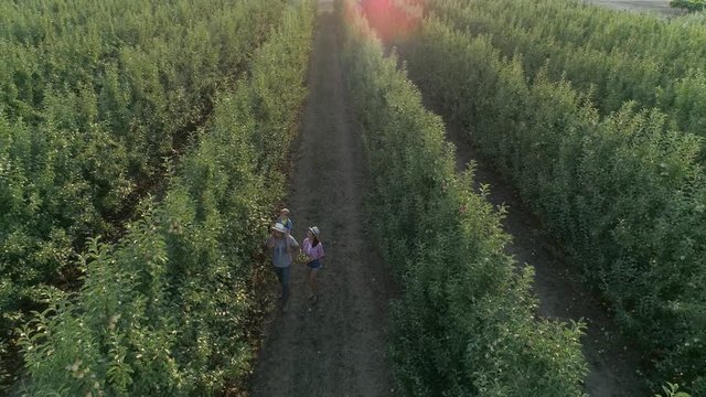 harvest season, owners of garden collects apples in basket at orchard in village at view from above