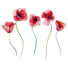 Beautiful bright lovely tender summer autumn herbal floral red poppies flowers with green leaves watercolor hand illustration. Perfect for greetings card, textile, wallpapers, banners