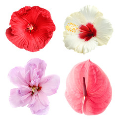 Set with beautiful tropical flowers on white background