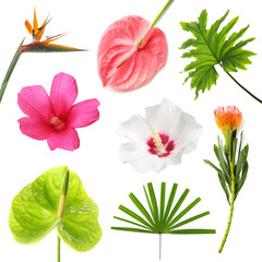 Set with beautiful tropical flowers and green leaves on white background