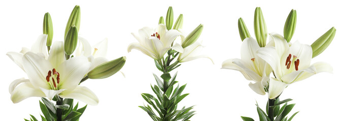 Set with beautiful lilies on white background © New Africa