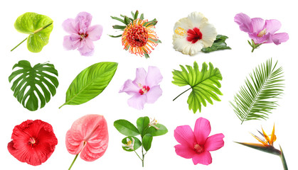 Naklejka premium Zestaw z pięknych tropikalnych kwiatów i zielonych liści na białym tle