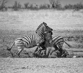 Fototapeta na wymiar Zebra Stallions Fighting