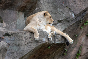 lion in the Chicago zoo