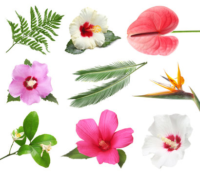 Set with beautiful tropical flowers and green leaves on white background