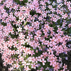 flowers background