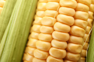 Tasty sweet corn cob as background, closeup