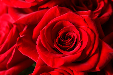 Beautiful red rose flowers as background, closeup