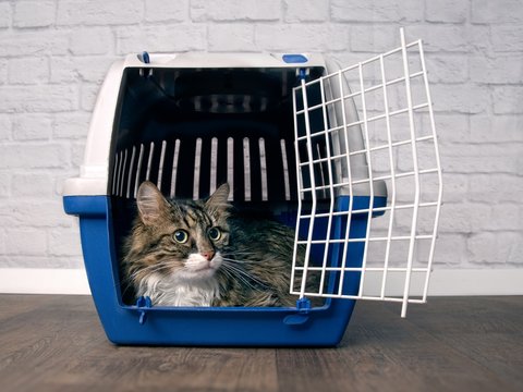 Cute maine coon cat sitting in a open pet carrier and looking sideways. 