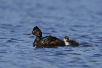 Black-necked grebe (Podiceps nigricollis)