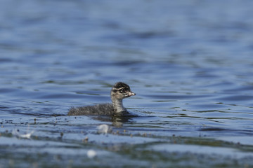 Black-necked grebe (Podiceps nigricollis)
