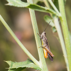 Male grasshopper Chorthippus bornhalmi on the plant.