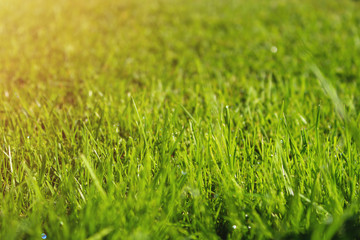 Perfect green background by the fresh grass