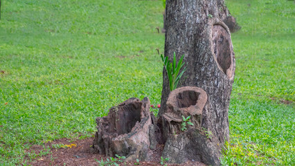 Three trees with holes