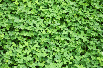 Fototapeta premium Green clover leaves as background
