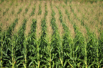 In the field ripens grain corn