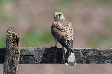 Kestrel (Falco tinnunculus)/Kestrel perched on a fence in a field