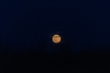 Mond