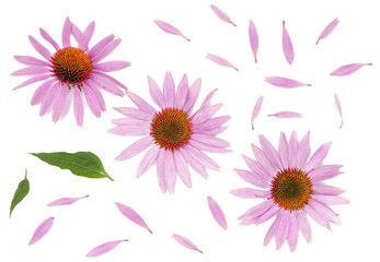 Echinacea flowers isolated on white, top view