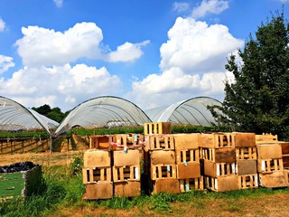 Fruit farm
