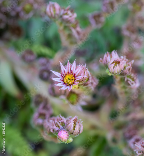 Shallow Depth Of Field Top View Color Macro Of A Single