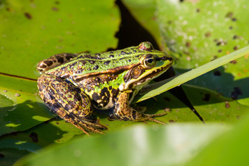 Teichfrosch