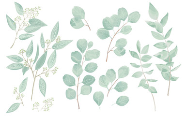 Eucaliptus leaves set. Natural branches, greenery vector illustration. © oladolka
