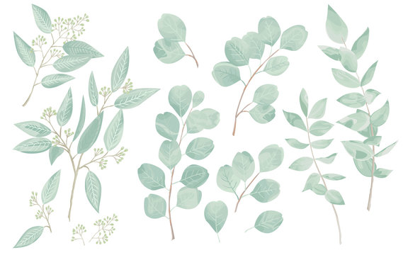 Eucaliptus leaves set. Natural branches, greenery vector illustration.