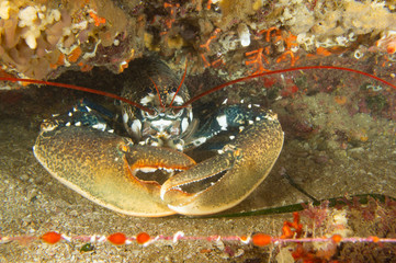Bogavante protegiendo su cueva