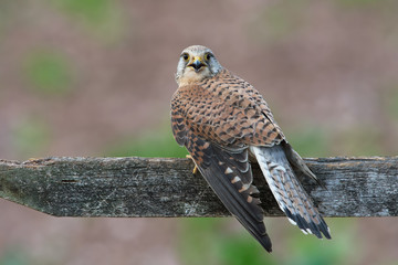 Kestrel (Falco tinnunculus)/Kestrel perched on a fence in a field