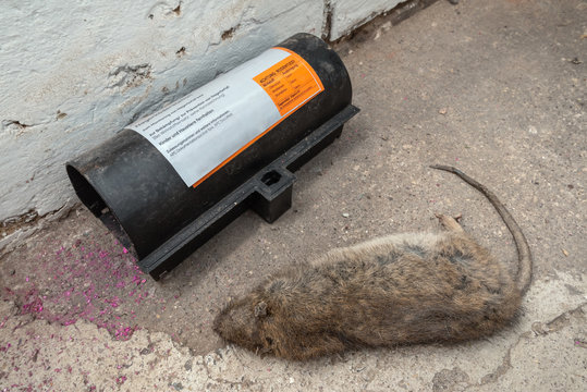 Tote Ratte im Keller - Rattenplage