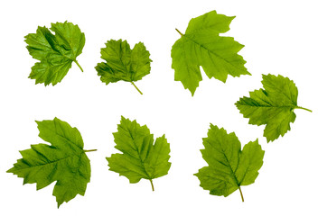 Green leaves of viburnum isolated on white