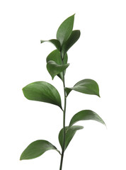 Obraz premium Ruscus branch with fresh green leaves on white background