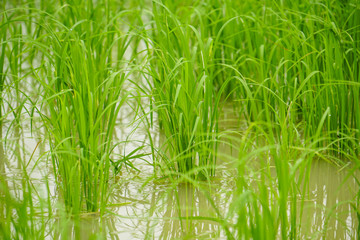 green rice field wetland
