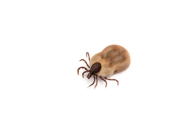 Tick isolated on white background