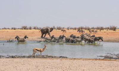 Fototapeta na wymiar Elephant Chasing Zebra