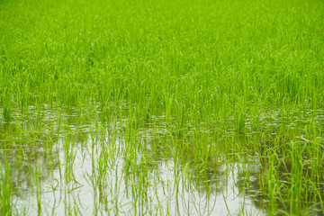 green rice field wetland