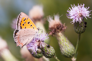 Butterfly feeding on flower in the meadow.