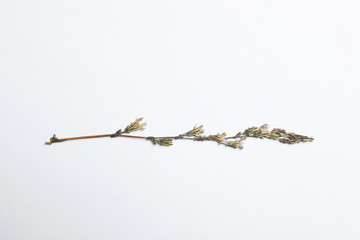 Wild dried meadow flower on white background, top view