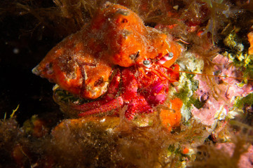 Cangrejo ermitaño sobre roca y algas