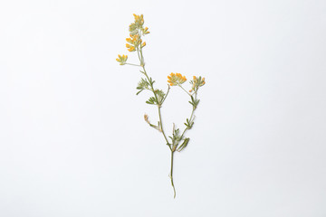 Fototapeta na wymiar Wild dried meadow flower on white background, top view