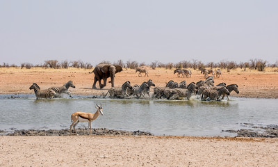 Fototapeta na wymiar Elephant Chasing Zebra