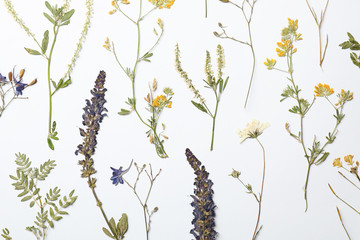 Fototapeta premium Wild dried meadow flowers on white background, top view