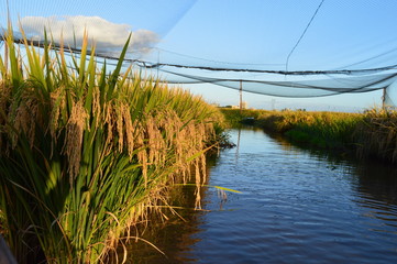 Paddy rice