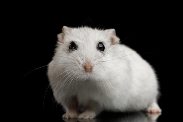 Curious White Hamster sitting Isolated on Black Background with Reflection